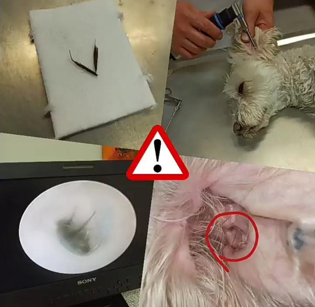 Granne Im Hals Hund