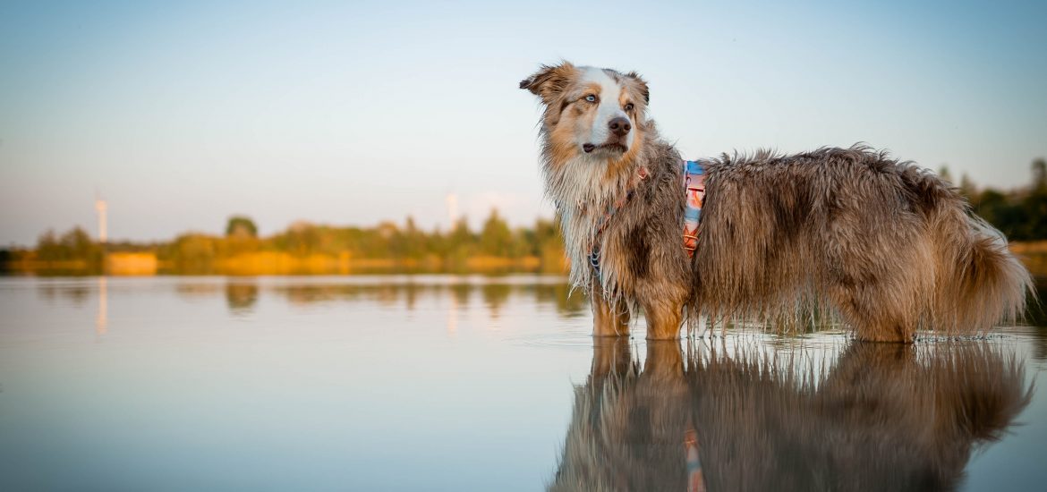 Sozial motivierter Hund Aggression Verhalten
