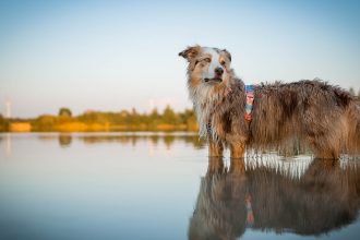 Sozial motivierter Hund Aggression Verhalten