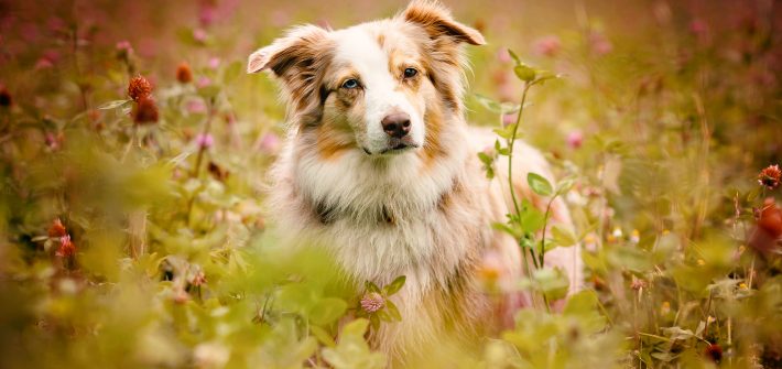 Borreliose beim Hund Symptome Diagnose Behandlung