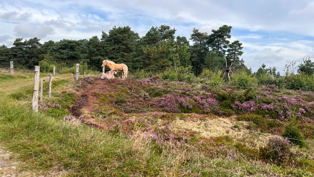 Sommerurlaub mit Hund in Dänemark Wandern in Grene Sande