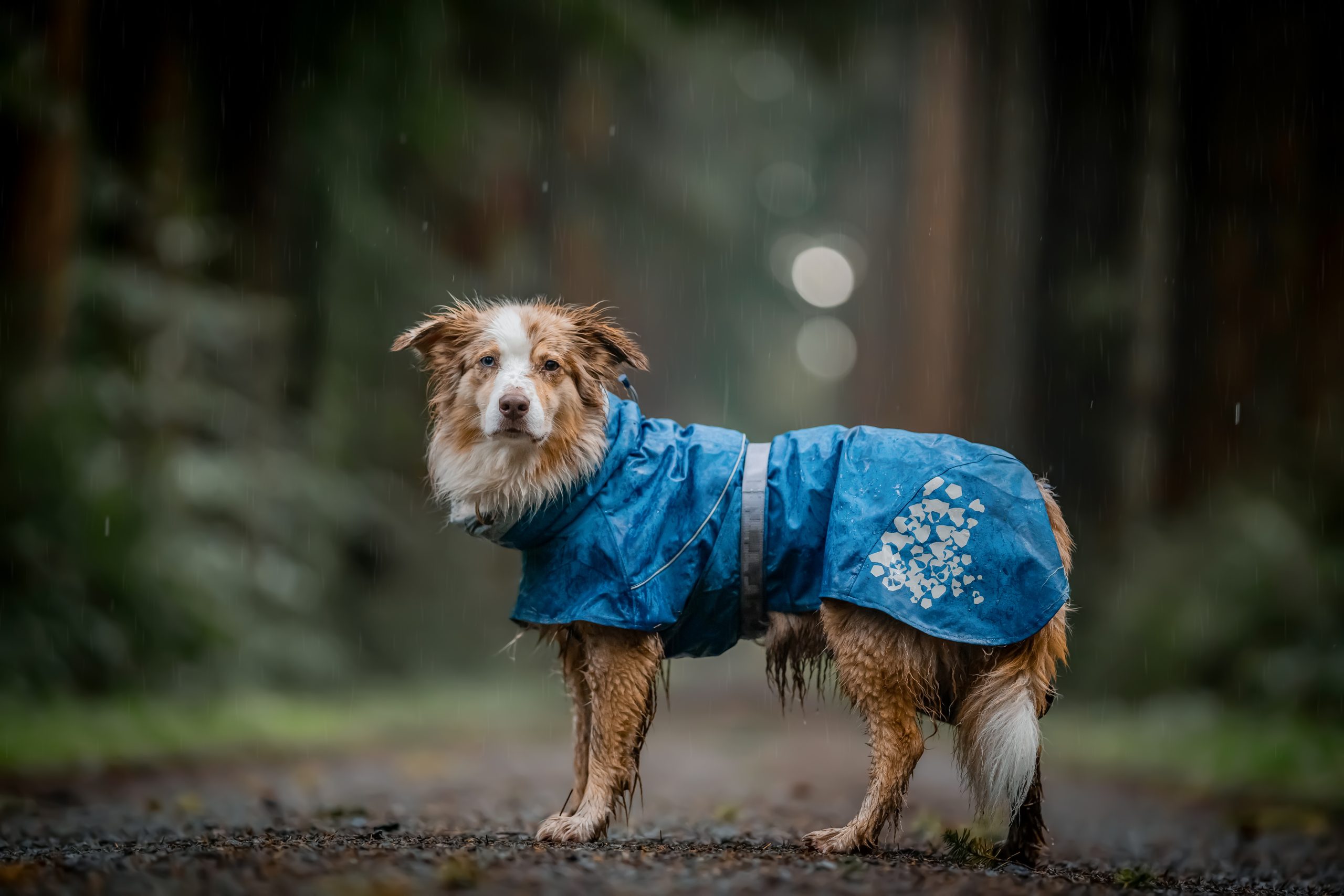 Reise-Checkliste für Hunde: Regenmantel für den Hund