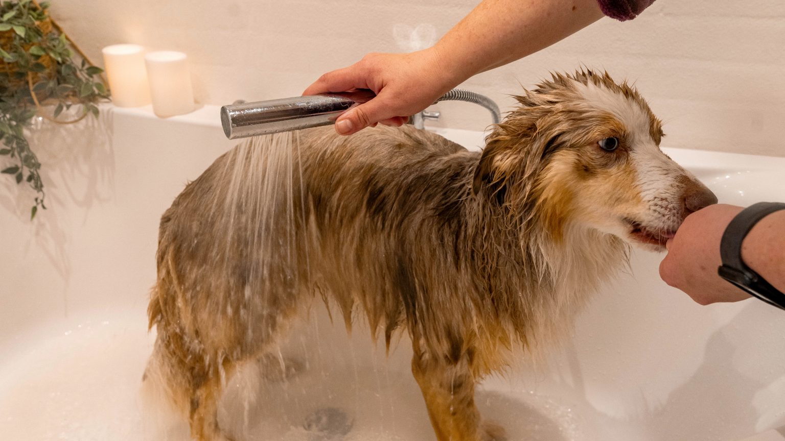 Hunde-Pflege-Seife 
