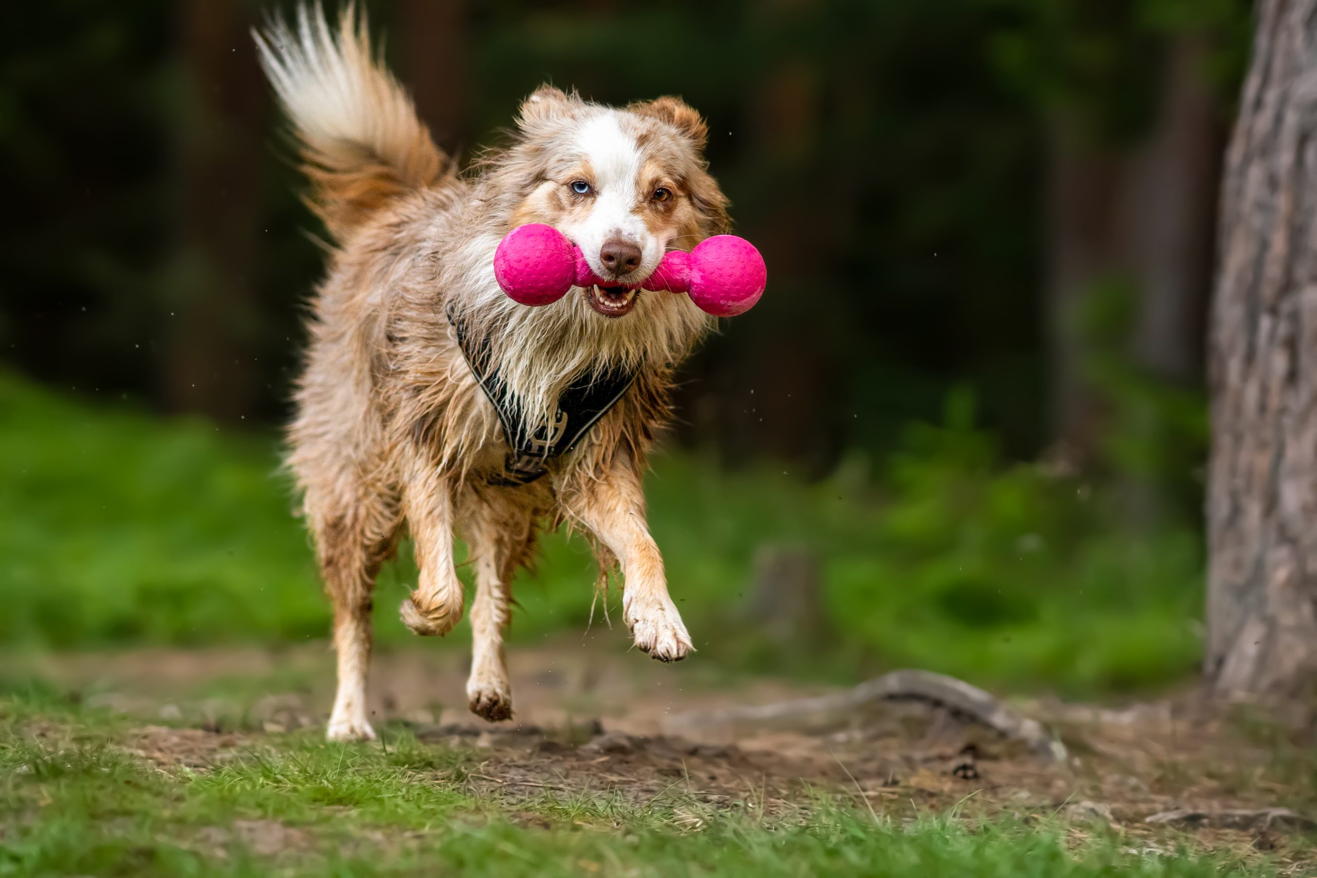 Wasserspielzeug für Hunde von WOLTERS
