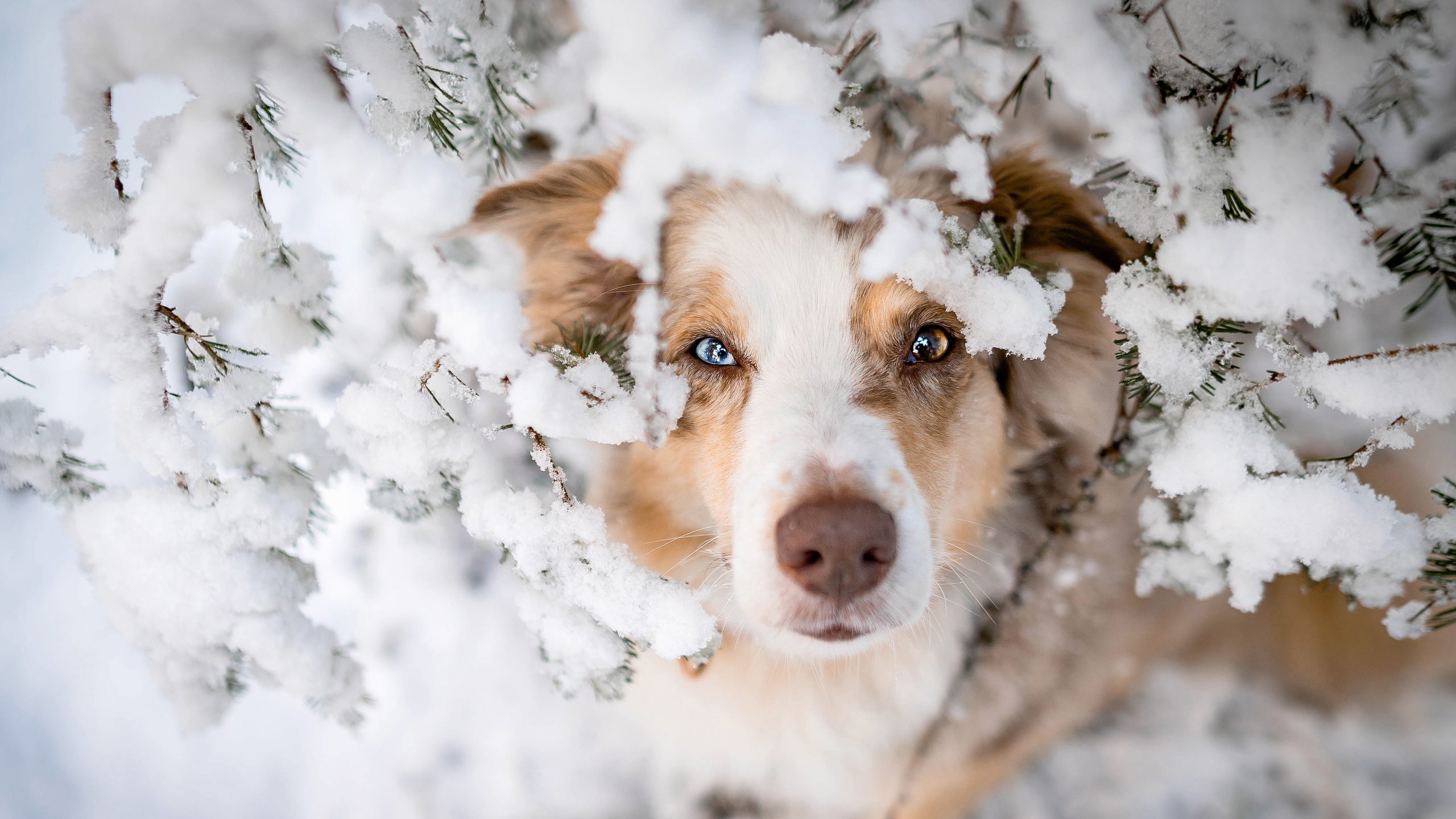 Hund im Winter Schneegastritis