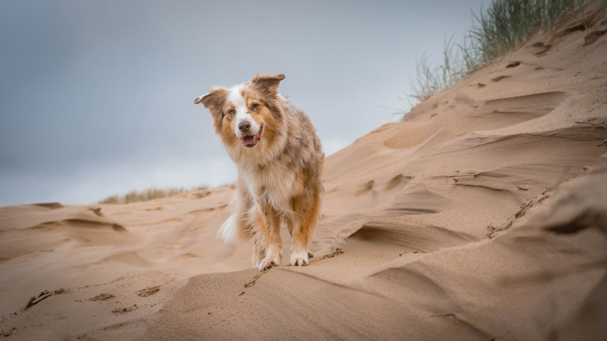 Urlaub an der dänischen Ostsee mit Hund Skagen Sandmile Klitplantage