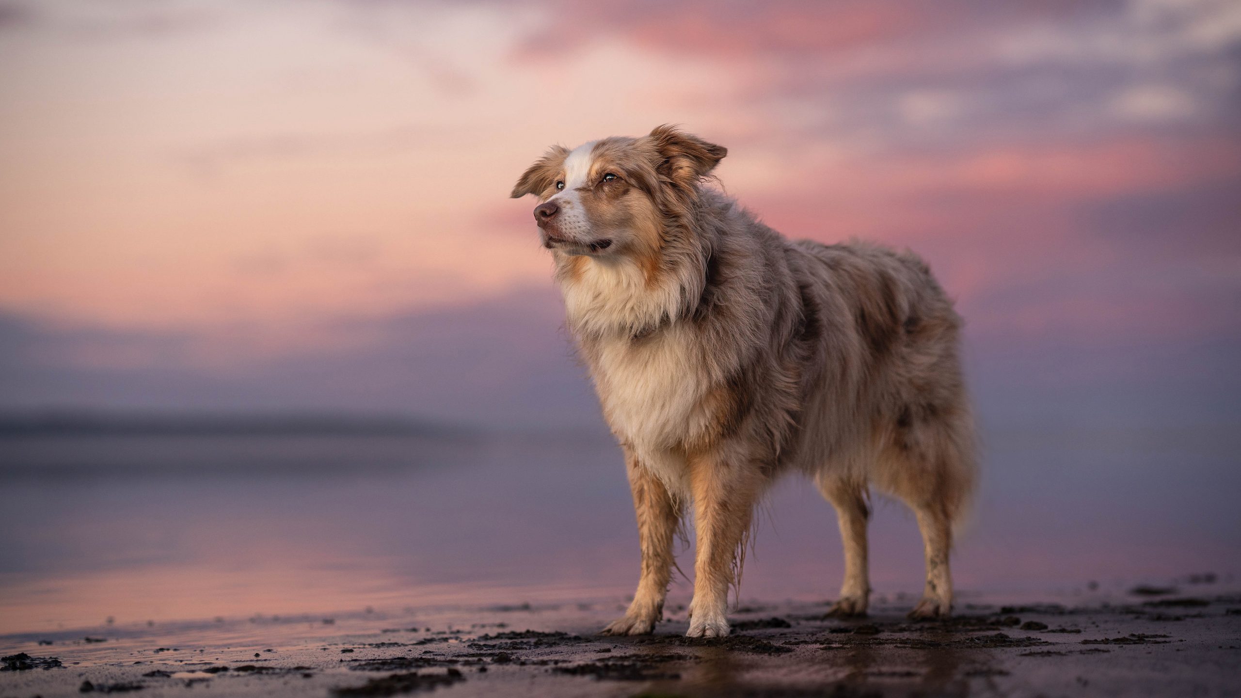 Urlaub an der dänischen Ostsee mit Hund 