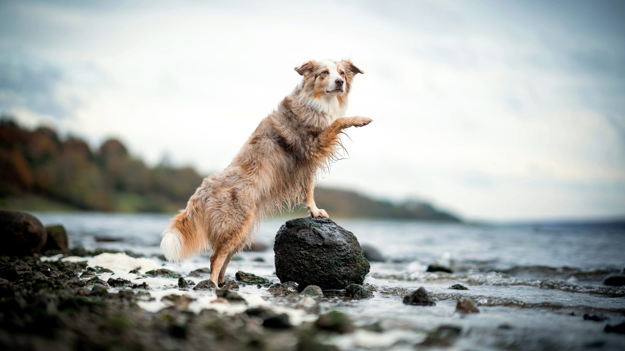 Wandern am Mariagerfjord in Dänemark mit Hund