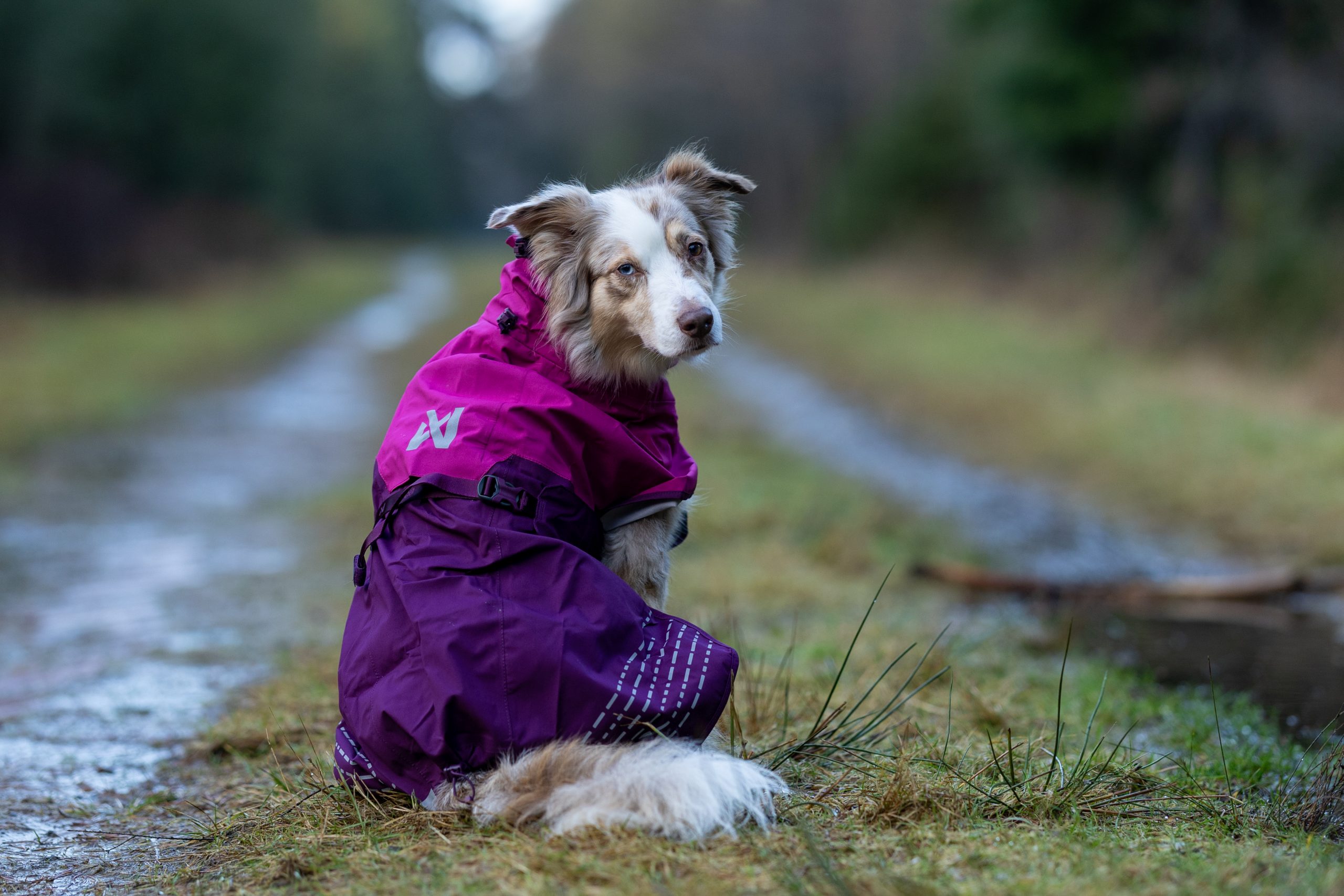 Regenjacke für Hunde Erfahrungen