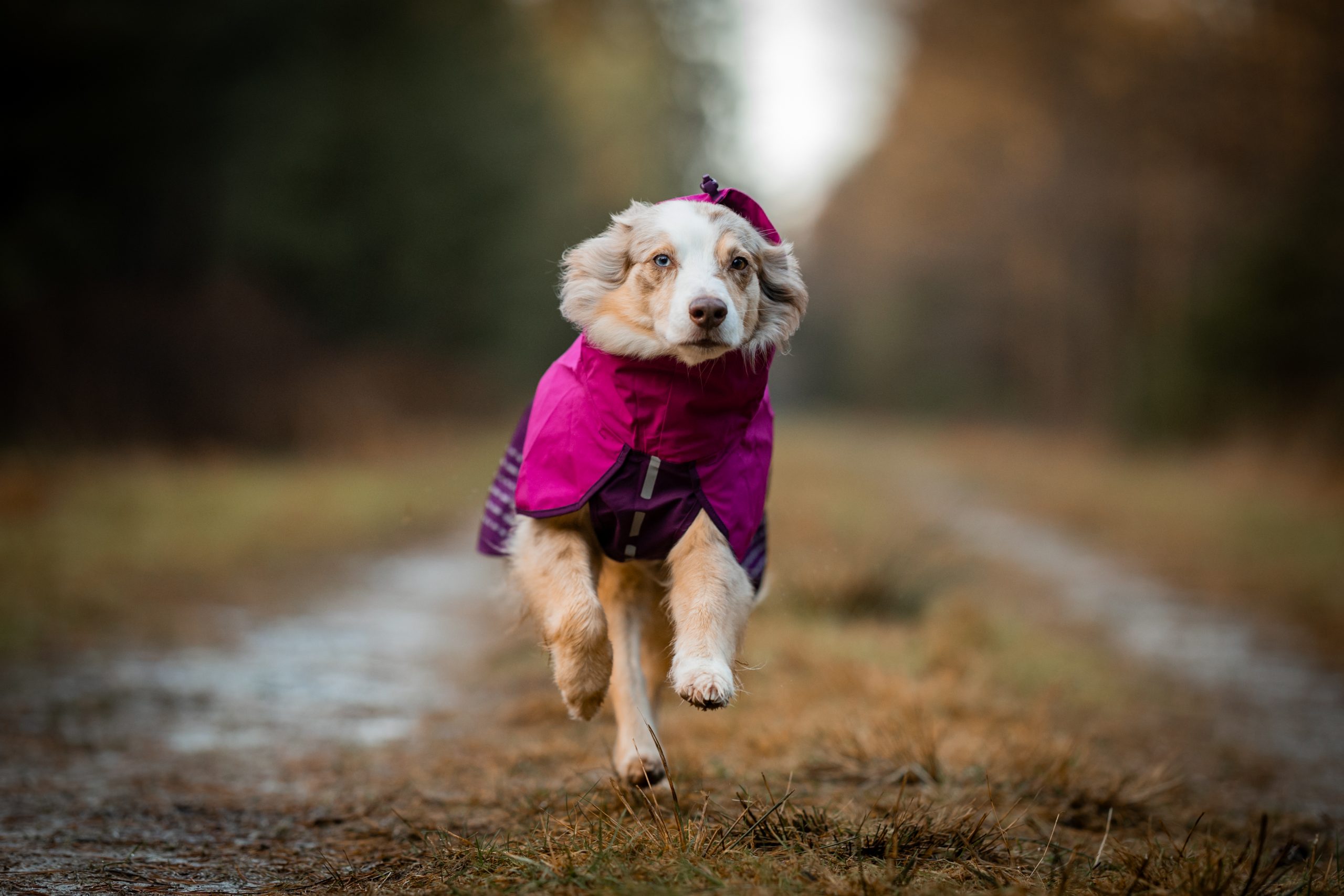 Regenmäntel für Hunde von Non-stop Dogwear