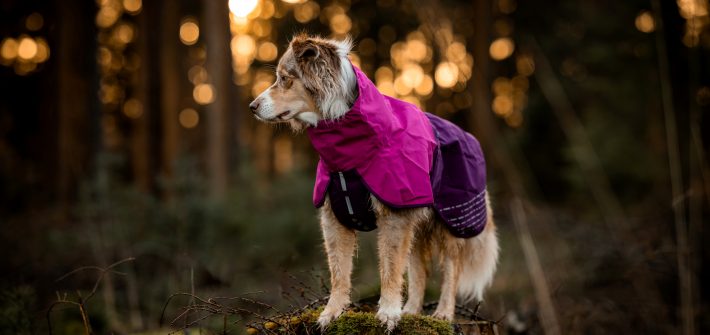 Regenmäntel für Hunde Empfehlungen