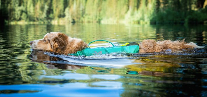 Schwimmwesten für Hunde Test welche ist die Beste?