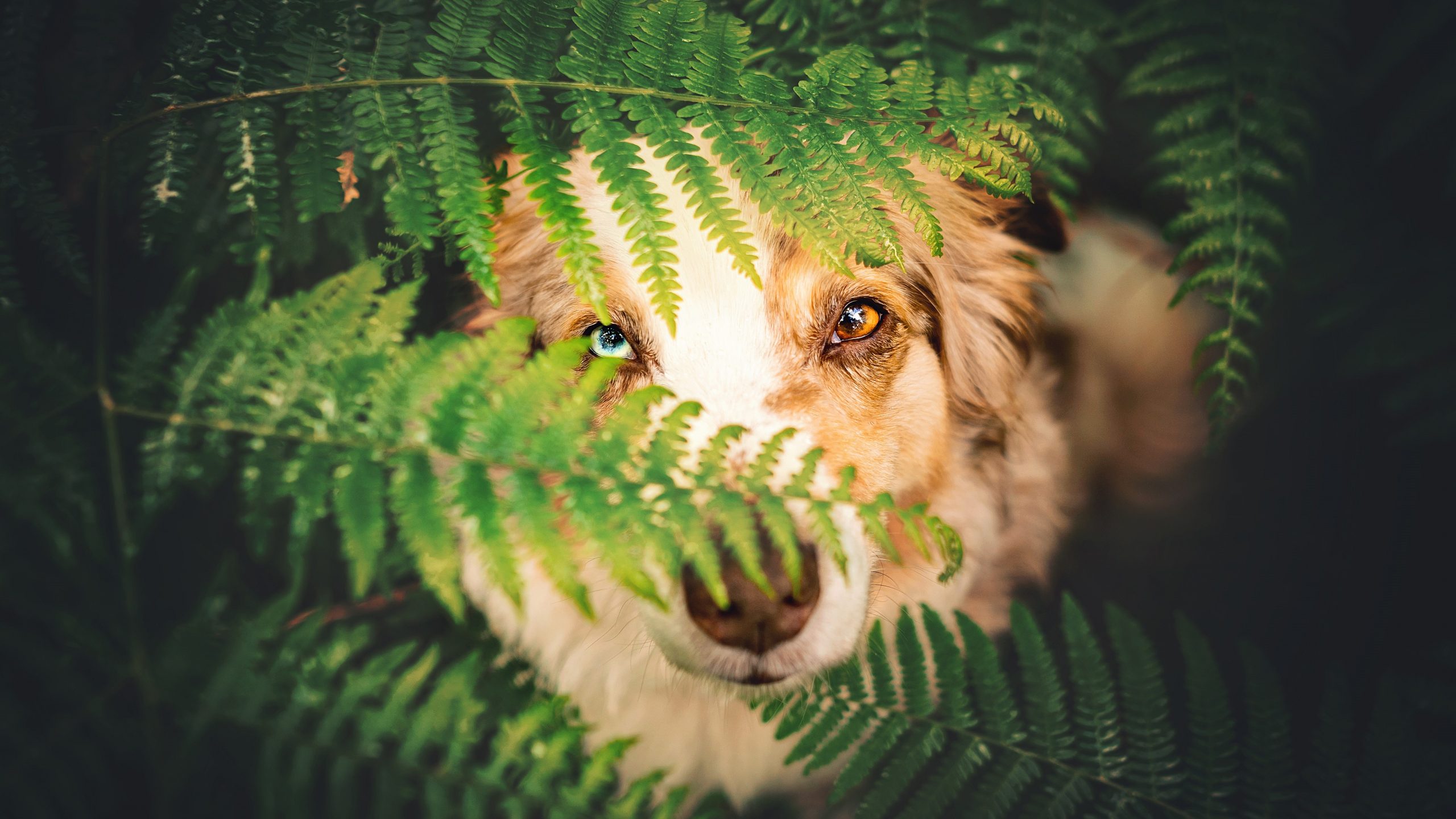 Nebenwirkung Von Cortison Beim Hund