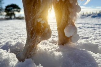 Hundebooties Test Erfahrungen Empfehlungen