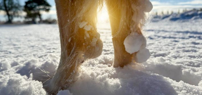 Hundebooties Test Erfahrungen Empfehlungen