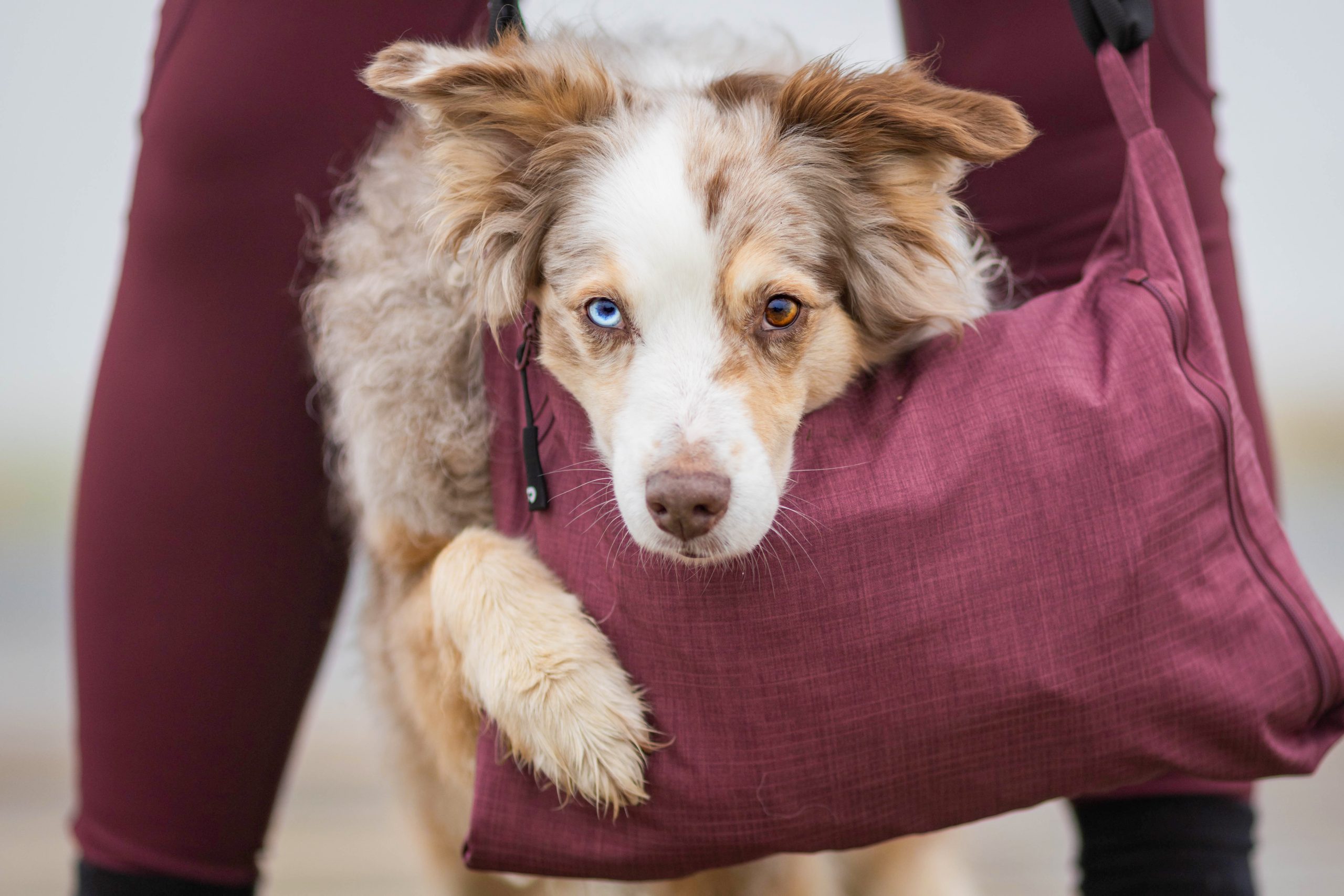 Multifunktionale Kleidung für Hundehalter