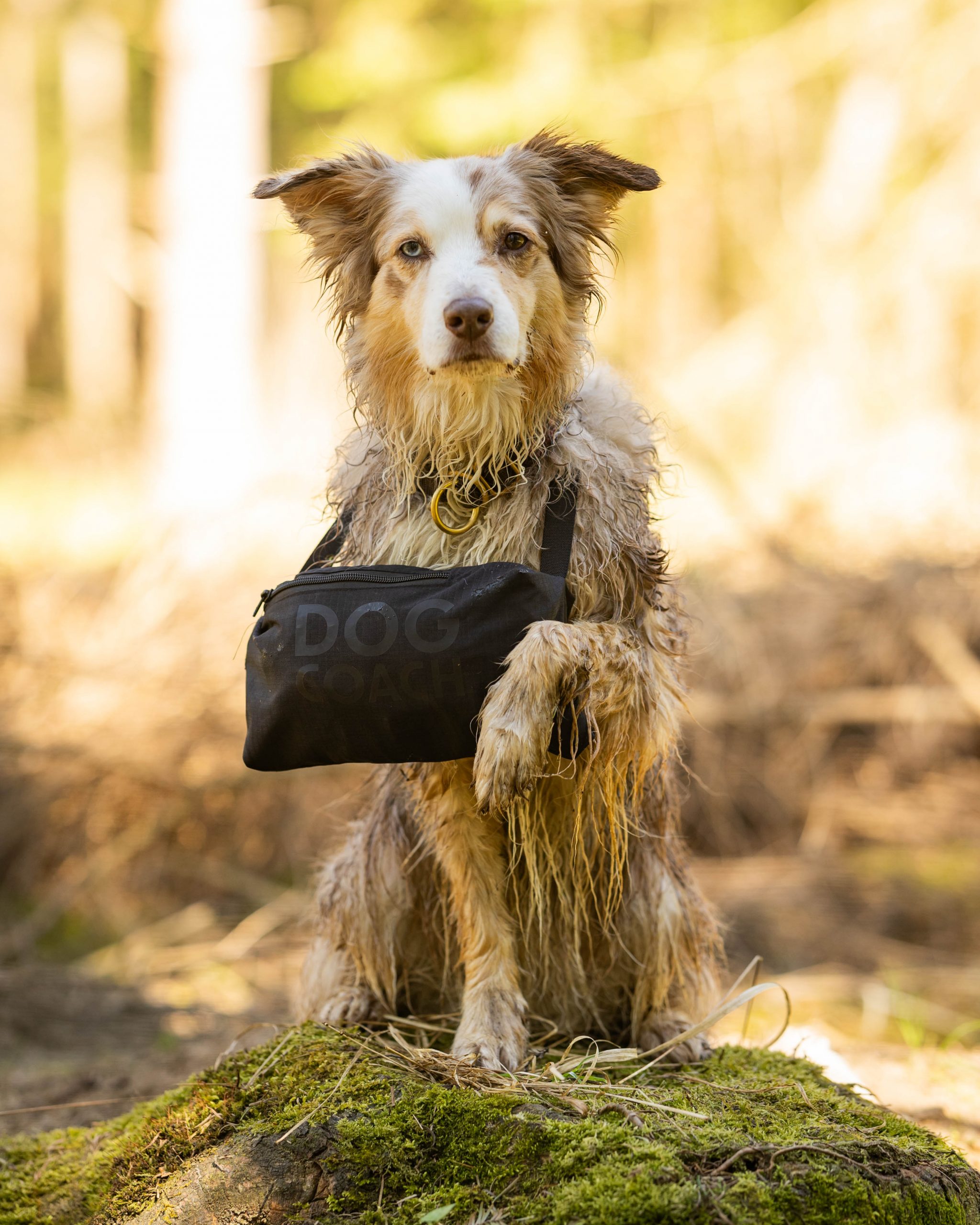 Multifunktionale Kleidung für Hundehalter
