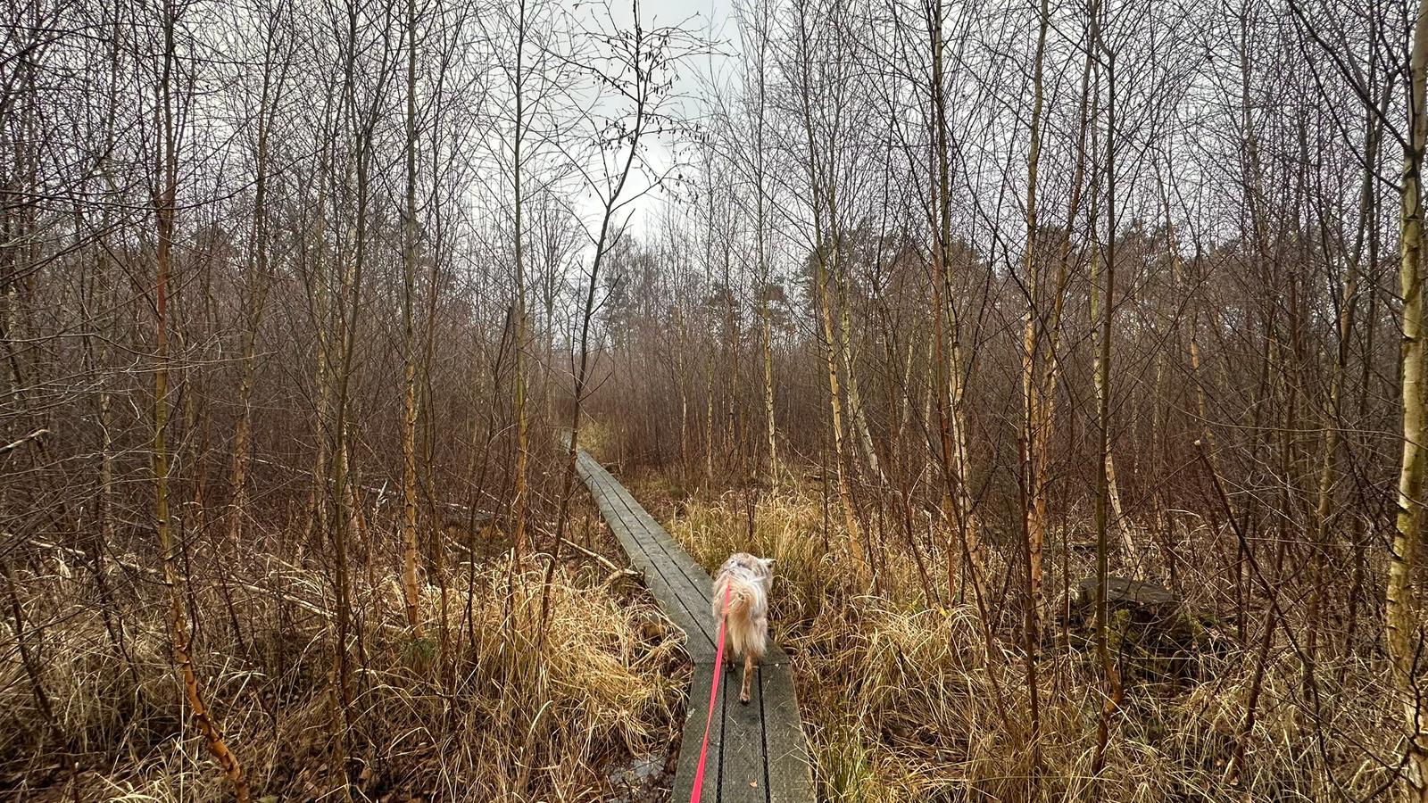 Falster erleben mit Hund