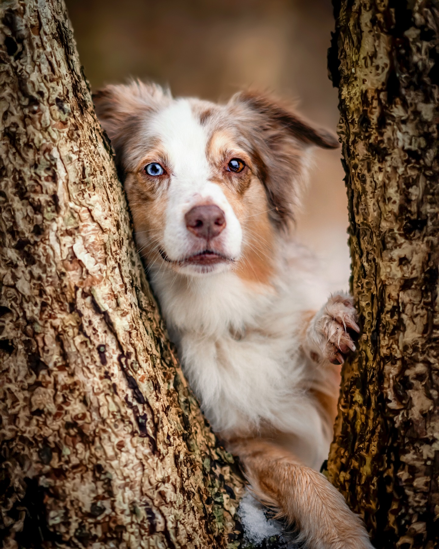 Territorialverhalten beim Hund Verstehen und richtig trainieren